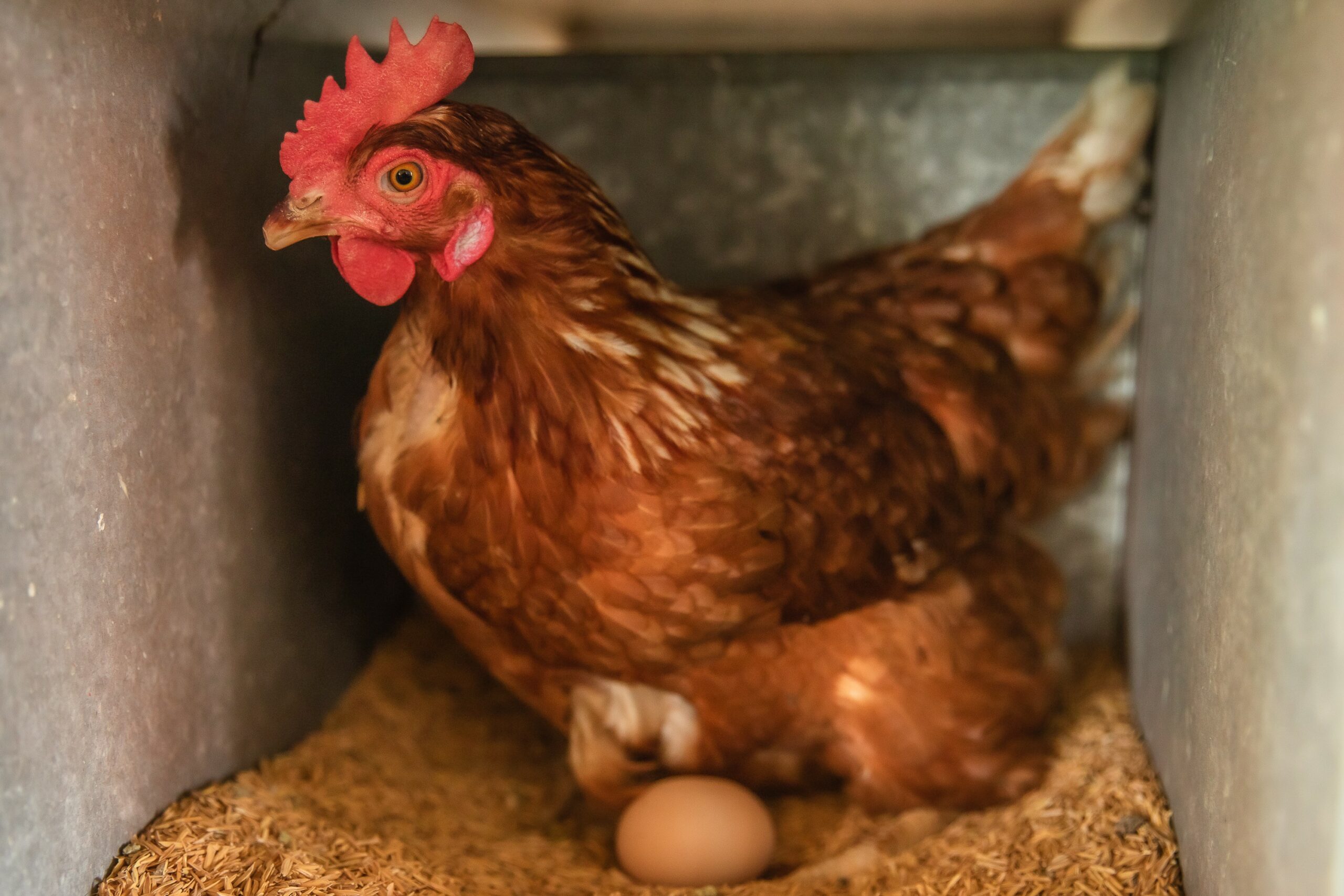 Ovo, o queridinho da dieta!