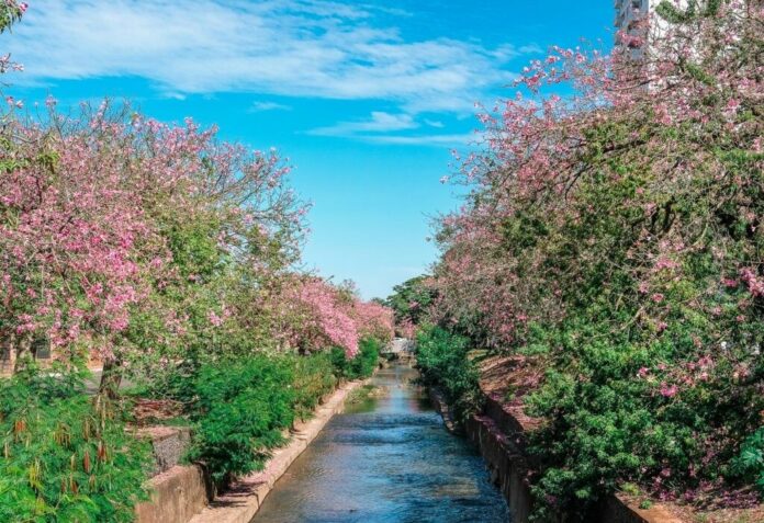 CAMPO-GRANDE-ARBORIZADA-CORREGO