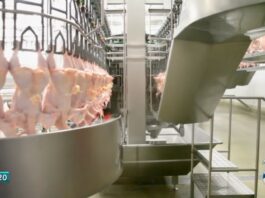 Conflito no Oriente Médio: USP analisa possíveis impactos no mercado brasileiro de carne de frango; veja principais desafios