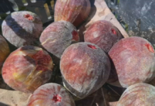 Plantio de figo atrai produtores do Sudoeste de SP