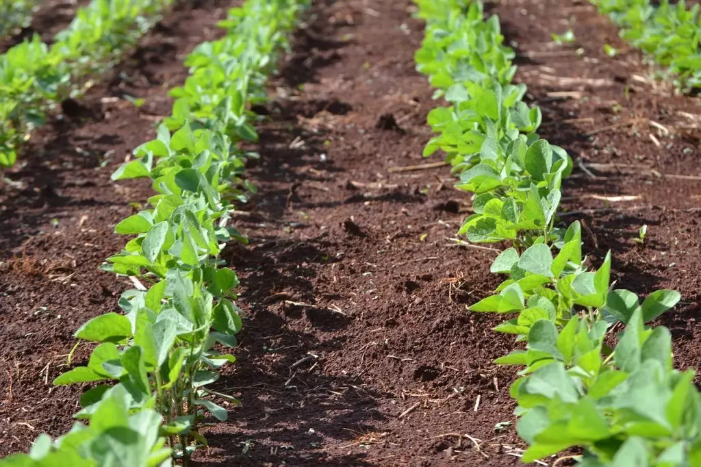 O impacto das queimadas na agricultura, pecuária e no turismo O impacto das queimadas na agricultura, pecuária e no turismo