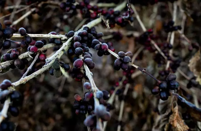 2021-08-24t133429z-1-lynxmpeh7n0kl-rtroptp-4-brazil-coffee-frosts